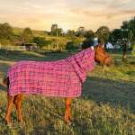 Pvc Shadecloth Combo - Shaz - Purple Check