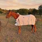 Woodland Rug