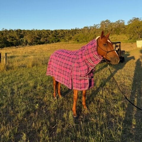Pvc Shadecloth Combo - Shaz - Purple Check - Image 2