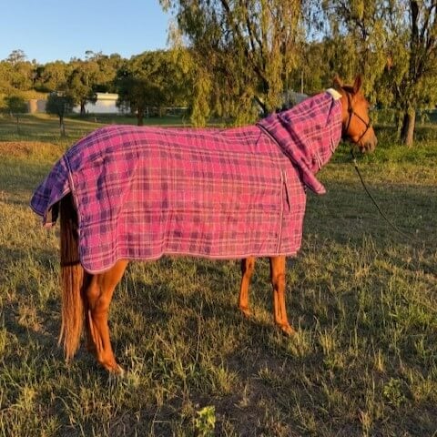 Pvc Shadecloth Combo - Shaz - Purple Check - Image 6