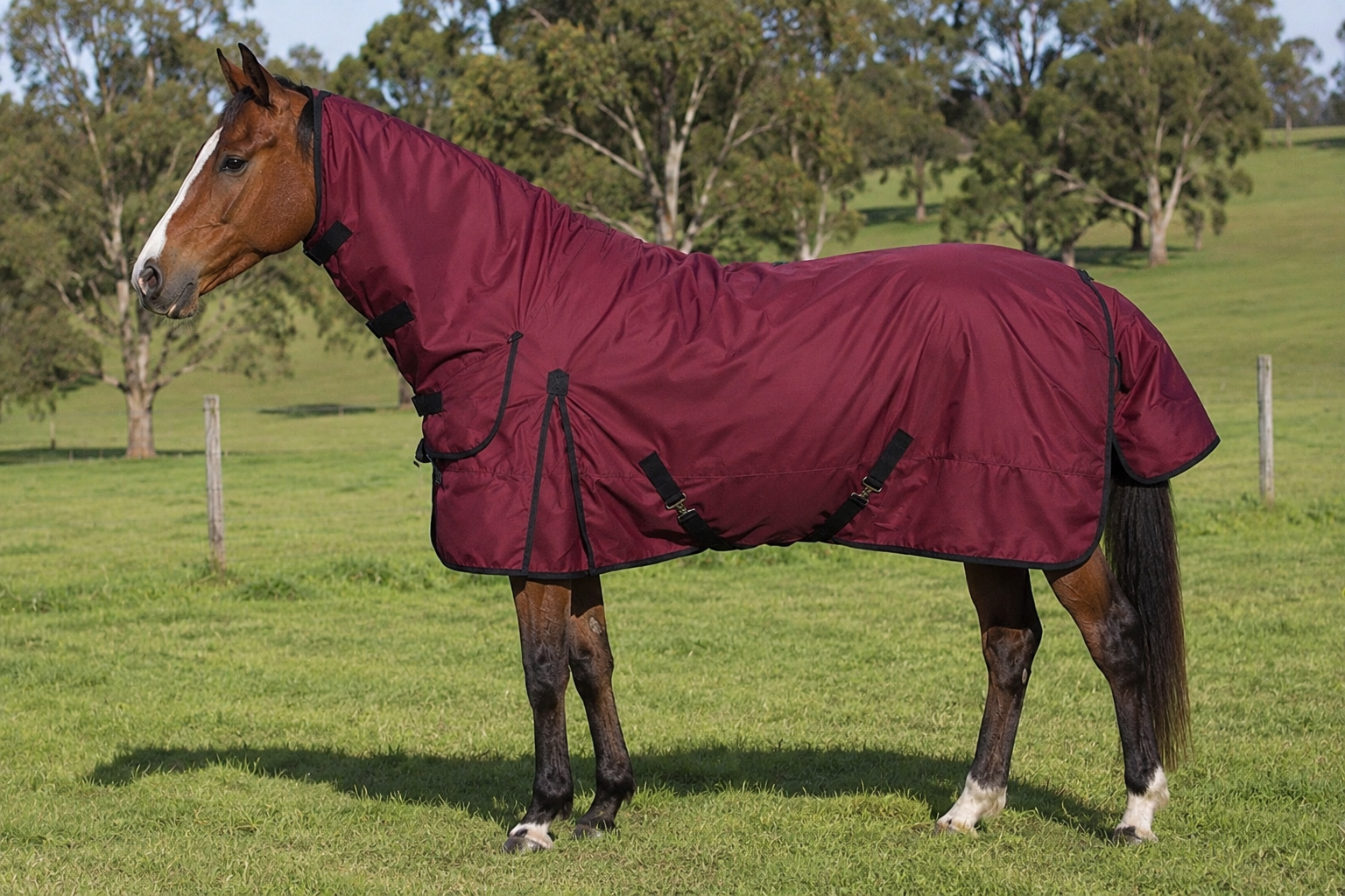 Maroon